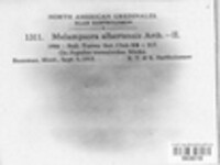 Melampsora medusae image